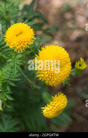 marigolds, belles fleurs orange vif et jaune avec des feuilles dans le jardin, en gros plan sur un fond naturel Banque D'Images