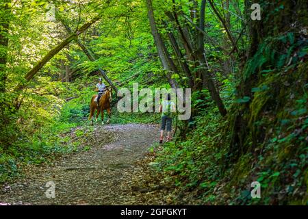 France, Isère, environs de Grenoble, Murianette, randonnée dans la forêt de Combeloup Banque D'Images