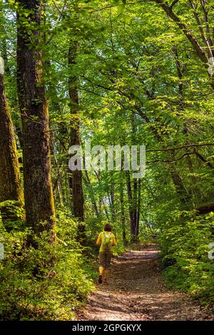 France, Isère, environs de Grenoble, Murianette, randonnée dans la forêt de Combeloup Banque D'Images