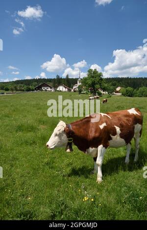 France, Doubs, le Bizot, village, église Saint Georges du XIVe siècle, fermes de Comtoise, pâturages, vaches Montbéliard Banque D'Images