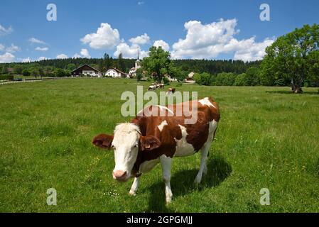 France, Doubs, le Bizot, village, église Saint Georges du XIVe siècle, fermes de Comtoise, pâturages, vaches Montbéliard Banque D'Images