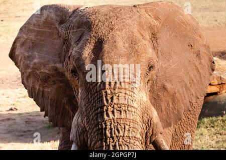 Kenya, réserve naturelle de Taita Hills, éléphant (Loxodonta africana) Banque D'Images