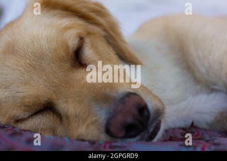 Gros plan sur le chien Golden Retriever marron clair endormi. Portrait d'un animal de compagnie reposant sur le lit de la maison Banque D'Images