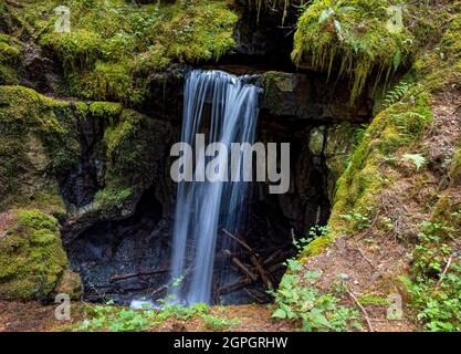 Vues sur le sentier Alice Lake Loop, île du nord, île de vancouver Banque D'Images