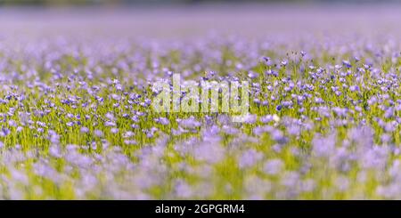 France, somme (80), Nouvion-en-Ponthieu, champ de lin en fleur Banque D'Images