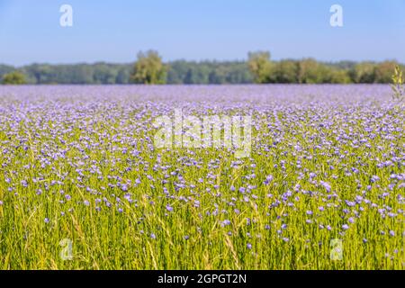 France, somme (80), Nouvion-en-Ponthieu, champ de lin en fleur Banque D'Images