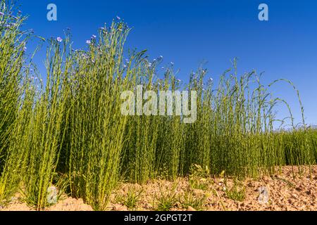 France, somme (80), Nouvion-en-Ponthieu, champ de lin en fleur Banque D'Images