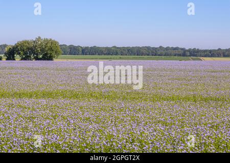 France, somme (80), Nouvion-en-Ponthieu, champ de lin en fleur Banque D'Images