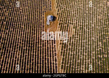 France, Drôme, Drôme Provencale, Sault district, Ferrassières, borie dans un champ de lavande Banque D'Images