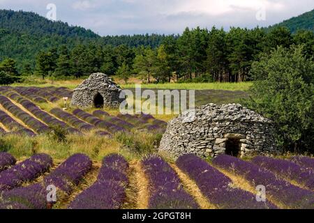 France, Drôme, Drôme Provencale, Sault district, Ferrassières, borie dans un champ de lavande Banque D'Images