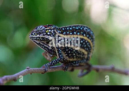 Madagascar, est, Cameleon, Furcifer lateralis Banque D'Images