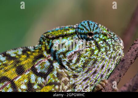 Madagascar, est, Cameleon, Furcifer lateralis Banque D'Images