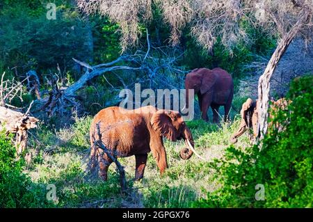 Kenya, Tsavo est, Hérrrème de l'éléphant (Loxodonta africana) Banque D'Images