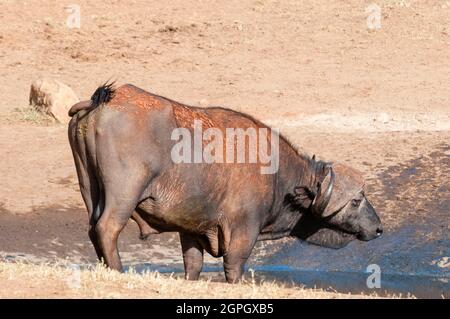 Kenya, Taita Hills Wildlife Sanctuary, un Buffalo africain (syncerus caffer) en train de boire Banque D'Images