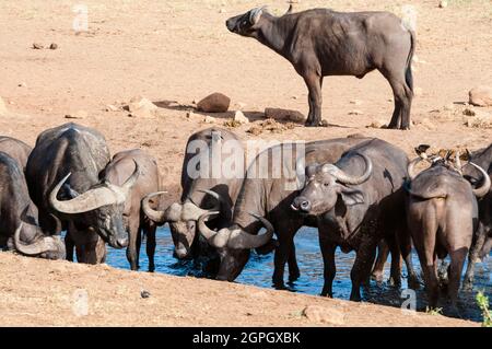 Kenya, Taita Hills Wildlife Sanctuary, Herd of African Buffalo (syncerus caffer) boire Banque D'Images