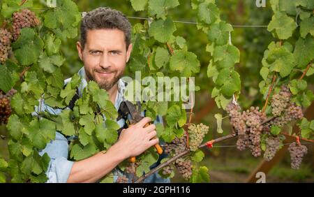 grapevine coupée par moissonneuse avec ciseaux, jardinage Banque D'Images