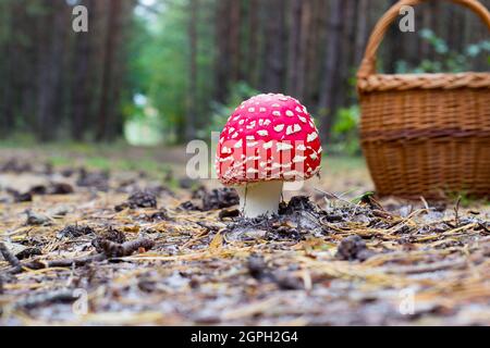 Mouche agarique amanita muscaria un champignon toxique dans la forêt. Banque D'Images