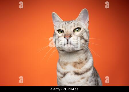 tabby argent chat bengal avec les yeux verts regardant l'appareil photo angrily sur fond orange avec l'espace de copie Banque D'Images