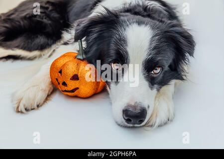 Concept Trick or Treat. Bordure de chien drôle de chiot collie avec orange citrouille jack o lanterne couché sur fond blanc. Préparation de la salle Banque D'Images