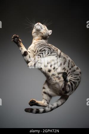 vue de dessous d'un chat bengale tabby argenté allongé sur une table en verre Banque D'Images