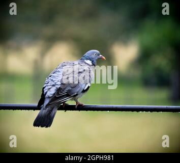 Un oiseau de pigeon en bois (Columba palumbus) assis sur une clôture après une douche à effet pluie.Des gouttelettes d'eau sont visibles sous la rampe Banque D'Images