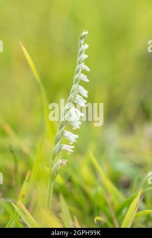 Orchid - femmes d'automne Tresses (Spiranthes spiralis) Banque D'Images