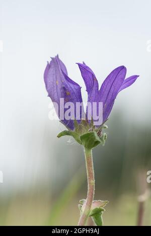 Bellflower Campanula glomerata (En cluster) Banque D'Images
