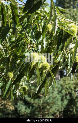 Noix de Chestnut (Castanea sativa) dans les graines Banque D'Images