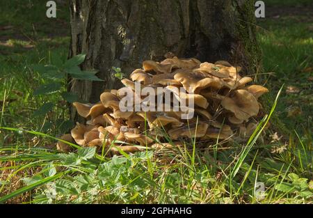 Armillaria mellea, également connu sous le nom de champignon du miel, est un champignon basidiomycète du genre Armillaria. Après la cuisson, c'est un champignon comestible. Banque D'Images