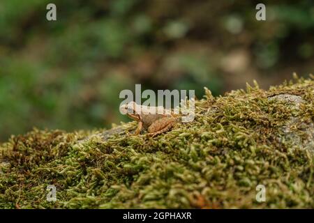 Vue isolée sur la grenouille sauvage tout en se reposant sur l'écosystème forestier, animaux amphibies Banque D'Images