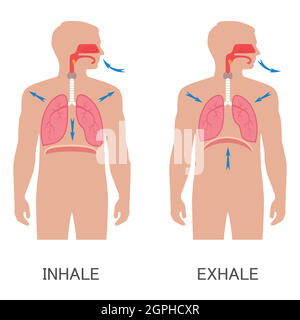 système respiratoire, respiration Illustration de Vecteur