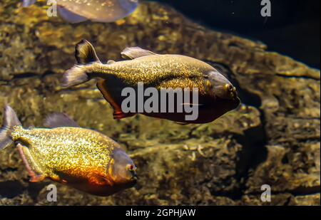 Piranha à ventre rouge, également connu sous le nom de piranha rouge (Pygocentrus nattereri) danger poissons dans le réservoir à poissons. Animal prédateur flottant. Banque D'Images