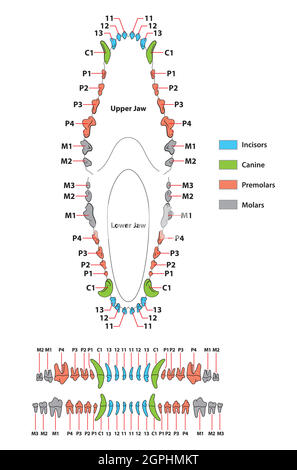 Construction d'une formule dentaire de dent de chien Illustration de Vecteur