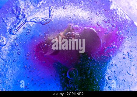 Image abstraite d'une carnation rose piégée dans la glace Banque D'Images