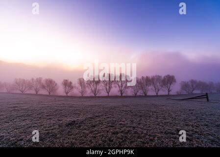 Petits arbres couverts de brouillard bleu dans les montagnes carpathes en Ukraine Banque D'Images