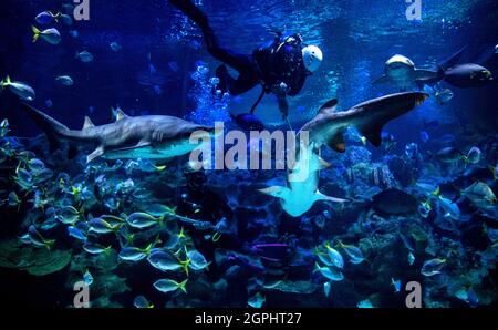 Kuala Lumpur, Malaisie. 29 septembre 2021. Un plongeur de plongée a été vu pour nourrir le poisson à l'Aquaria KLCC avant sa réouverture au public à Kuala Lumpur, en Malaisie. Les parcs de loisirs seront autorisés à s'ouvrir au public pour des activités dans le cadre du Plan national de rétablissement de la Malaisie en raison des restrictions liées à la pandémie du coronavirus. (Image de crédit : © Wong Fok Loy/SOPA Images via ZUMA Press Wire) Banque D'Images