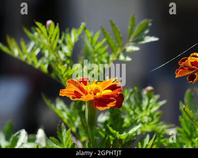 Magnifiques marigolds de fleurs d'orange ou Tagetes patula gros plan Banque D'Images