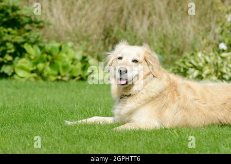 chien golden retriever allongé sur la prairie dans le jardin et regardant Banque D'Images