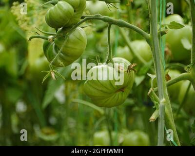 grands fruits verts de tomates sur les branches dans la serre Banque D'Images