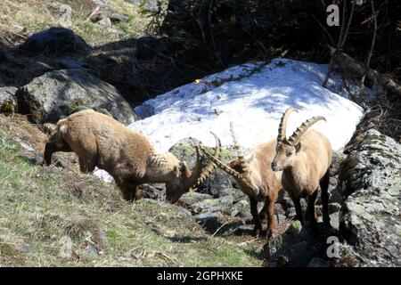 Alpensteinbock, Capra ibex Banque D'Images