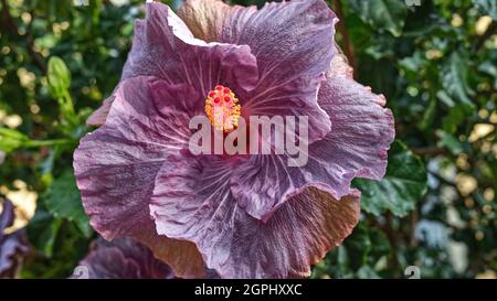 Leuchtende Hibiskusblüte à Herrenhausen, Hanovre, Allemagne Banque D'Images