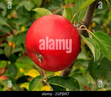 Pomme 'Cox's Orange Pippin', poussant sur arbre, pommes, fruits, malus domestica, une alimentation saine Banque D'Images