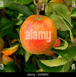 Pomme « Crown Gold », poussant sur arbre, pommes, fruits, malus domestica, une alimentation saine Banque D'Images