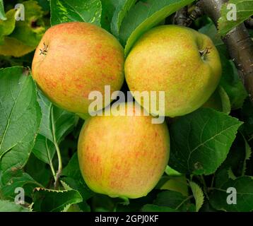 Pomme « Crown Gold », poussant sur arbre, pommes, fruits, malus domestica, une alimentation saine Banque D'Images