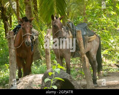 Sad Horses exploité avec Saddle sur son dos pour transporter des touristes sur la route du Parc Tayrona, Colombie Banque D'Images