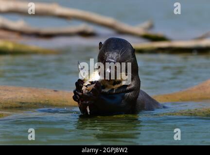 Loutre de rivière géant (Pteronura brasiliensis) manger un poisson Pantanal, Brésil Banque D'Images