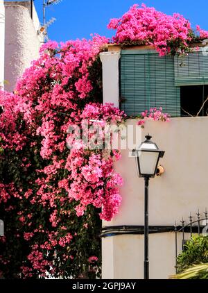 Façade andalouse typique blanchie à la chaux avec de beaux bougainvilliers roses à Mojacar Banque D'Images