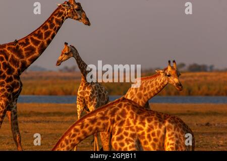 Girafes buvant dans un trou d'eau, rivière Chobe en arrière-plan Parc national de Chobe, Botswana Banque D'Images