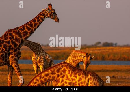 Girafes buvant dans un trou d'eau, rivière Chobe en arrière-plan Parc national de Chobe, Botswana Banque D'Images