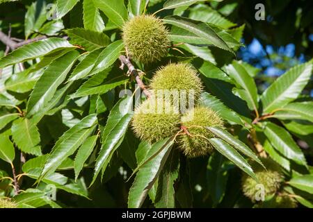 Fruits doux à la châtaigne non mûrs. Castanea sativa ou châtaignier espagnol à la fin de l'été Banque D'Images